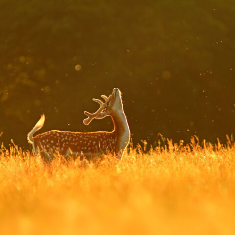 How can individuals contribute to wildlife conservation?