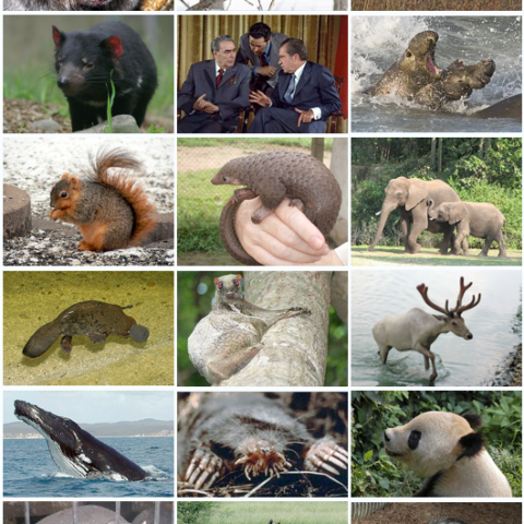 What is the largest mammal on Earth?