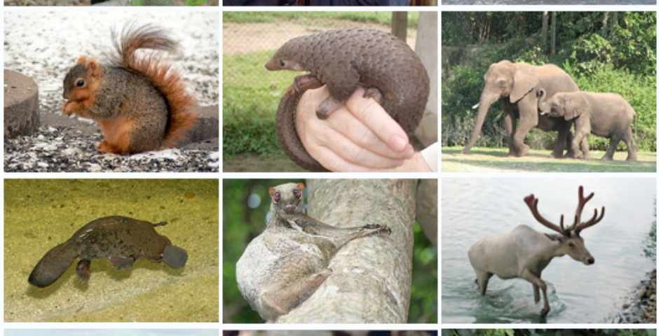 What is the largest mammal on Earth?