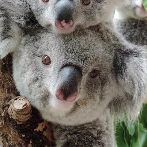 do koalas eat honey like other bears ?