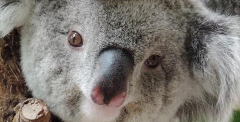do koalas eat honey like other bears ?