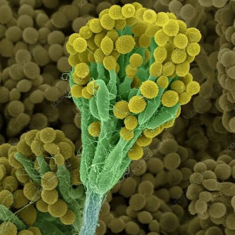 who discovered penicillin?