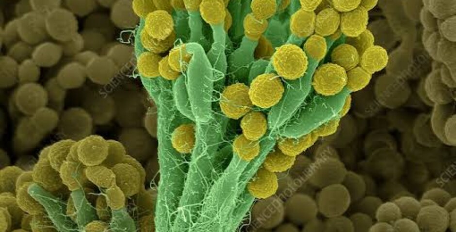 who discovered penicillin?