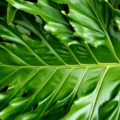 How would society change if humans could photosynthesize like plants?