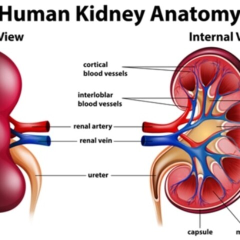 What is the main function of the kidneys?