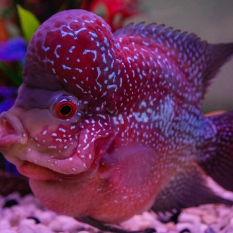 Which animal is this? Explain.