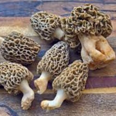 What is the World's most expensive mushroom?