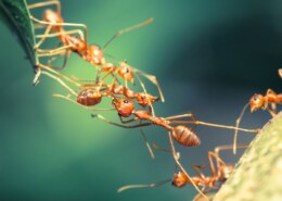 How do insects communicate within their colonies and what can we learn from it?