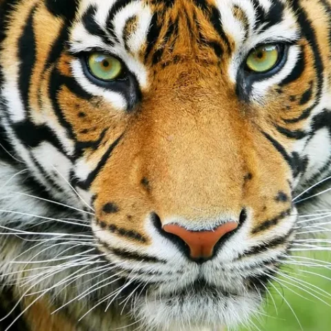Which city is known as the "Tiger capital of the world"?