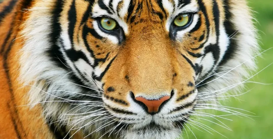 Which city is known as the "Tiger capital of the world"?