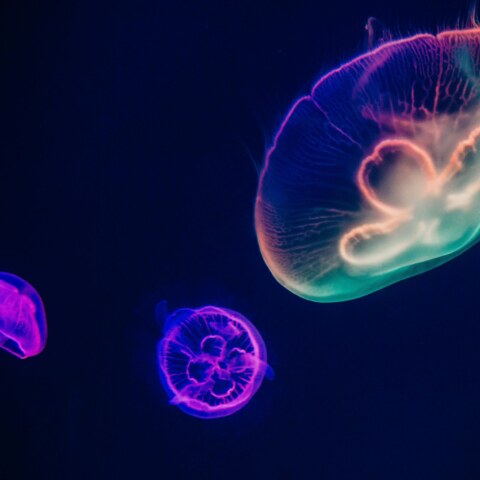 What are some of the most fascinating and unusual deep-sea creatures that have been discovered by scientists, and what makes them so remarkable?
