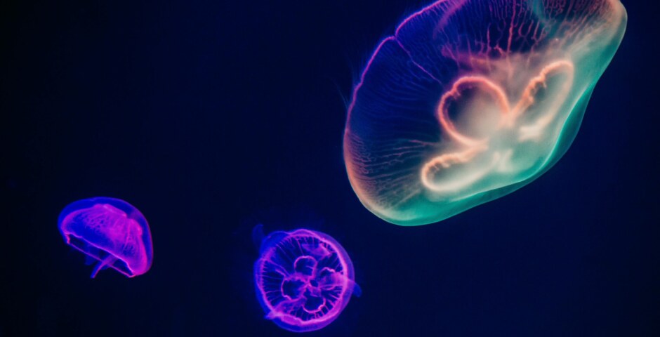 What are some of the most fascinating and unusual deep-sea creatures that have been discovered by scientists, and what makes them so remarkable?