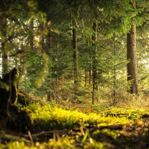 What are some of the most challenging survival situations that Bear Grylls has faced during his career as an adventurer and survival expert?