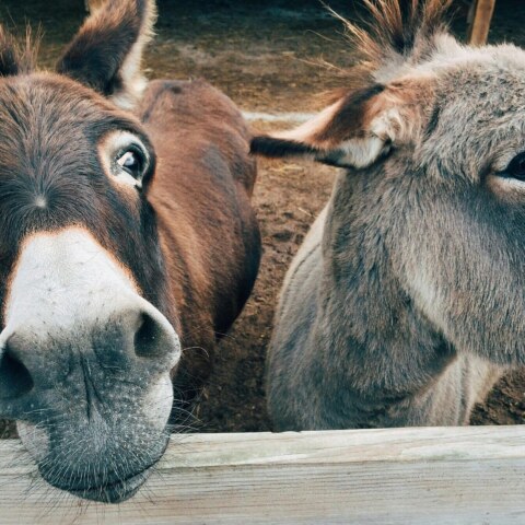 Imagine if animals could understand and speak human languages – what would they say?