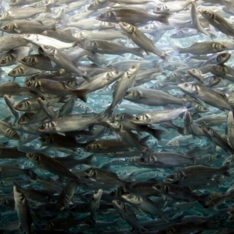 How do deep-sea creatures obtain food in the nutrient-poor environments of the deep ocean, and what unique feeding strategies do they employ?