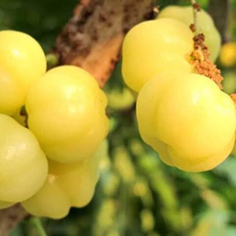 Gooseberry is a rich source of which vitamin?