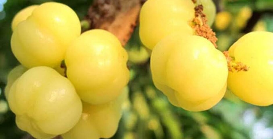 Gooseberry is a rich source of which vitamin?
