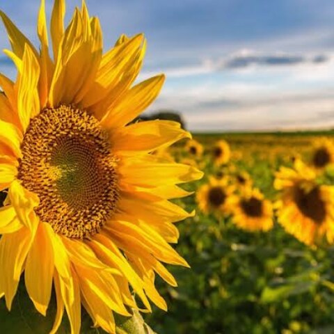 How does the sunflower moves in accordance with the path of Sun?