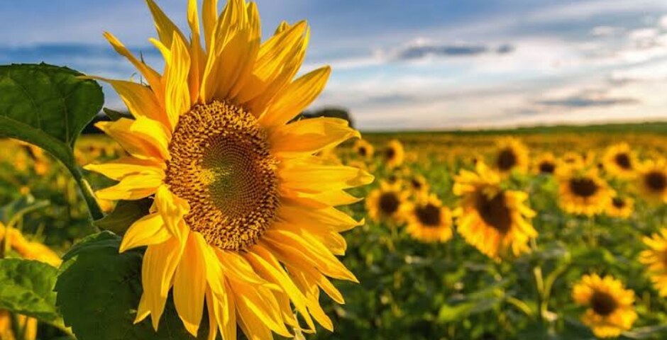 How does the sunflower moves in accordance with the path of Sun?