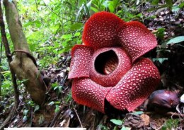 Which is the Largest flower in the world?