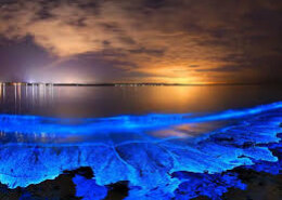 What are bioluminescence?