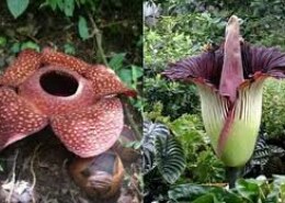 Which is the biggest flower in the world?