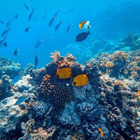 How do deep-sea cleaning efforts impact marine ecosystems and biodiversity, including potential disruptions to deep-sea habitats and unintended consequences for deep-sea organisms and food webs?