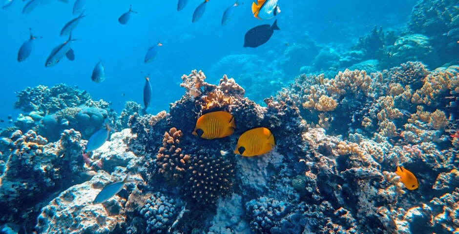 How do deep-sea cleaning efforts impact marine ecosystems and biodiversity, including potential disruptions to deep-sea habitats and unintended consequences for deep-sea organisms and food webs?