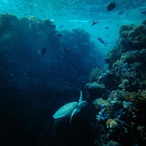 What innovative technologies and methods are being developed for the deep-sea cleaning of plastics and debris, and how do they address the unique challenges posed by the remote and inaccessible nature of deep-ocean environments?
