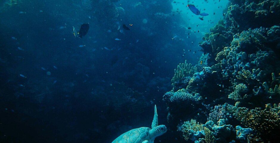What innovative technologies and methods are being developed for the deep-sea cleaning of plastics and debris, and how do they address the unique challenges posed by the remote and inaccessible nature of deep-ocean environments?
