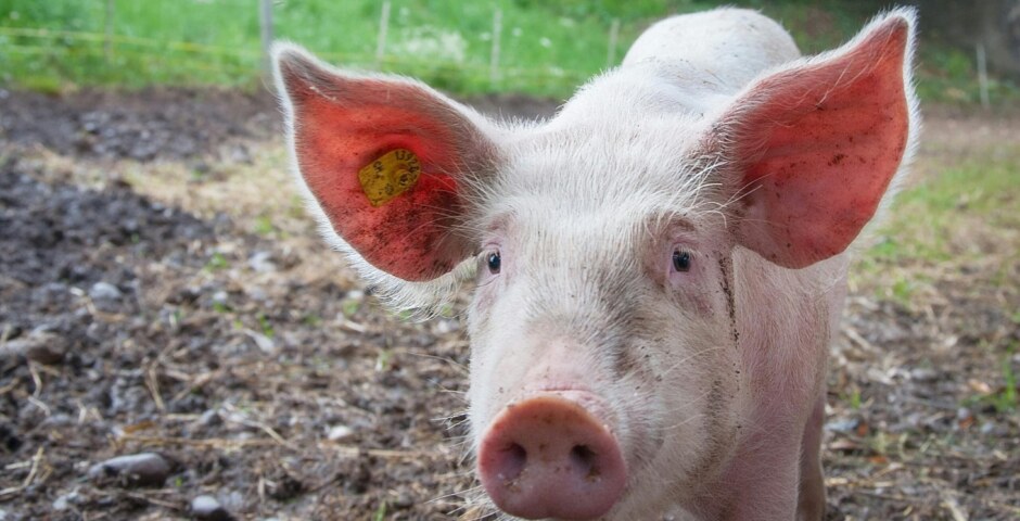 What were some of the key motivations and strategic objectives behind the Bay of Pigs invasion, and how did they evolve over the course of planning and execution?