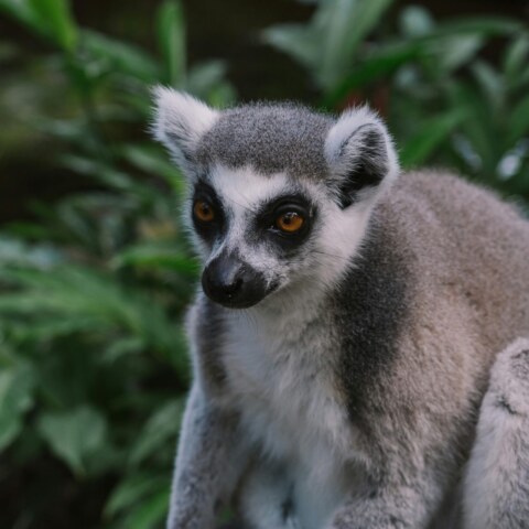 How have the cultural traditions, languages, and customs of the various ethnic groups in Madagascar island evolved over time, and what insights can be gained from studying their rich heritage and intercultural exchanges?