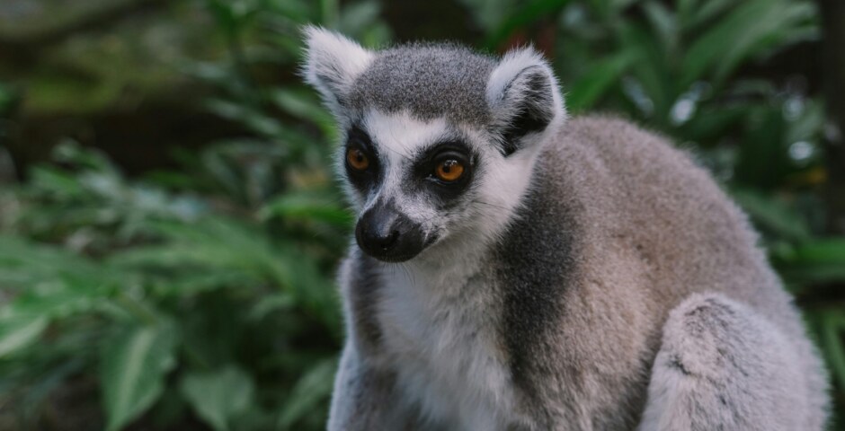 How have the cultural traditions, languages, and customs of the various ethnic groups in Madagascar island evolved over time, and what insights can be gained from studying their rich heritage and intercultural exchanges?