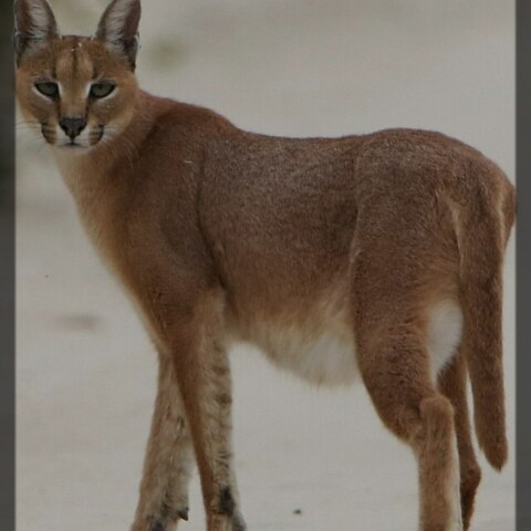 Which animal is this? Describe.