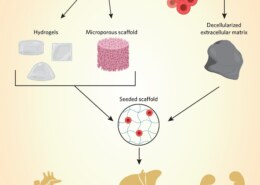 How artificial organs are made?