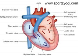 Write the functions of heart
