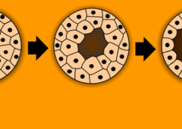 What is Embryology?