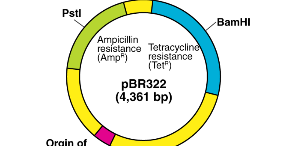 What are plasmids and why are they important in genetic engineering?