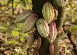 What is the Role of organic farming in this?