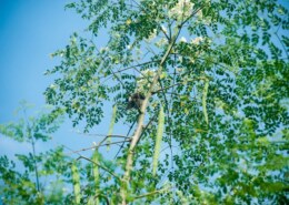 where did Moringa  originate and their health benefits?