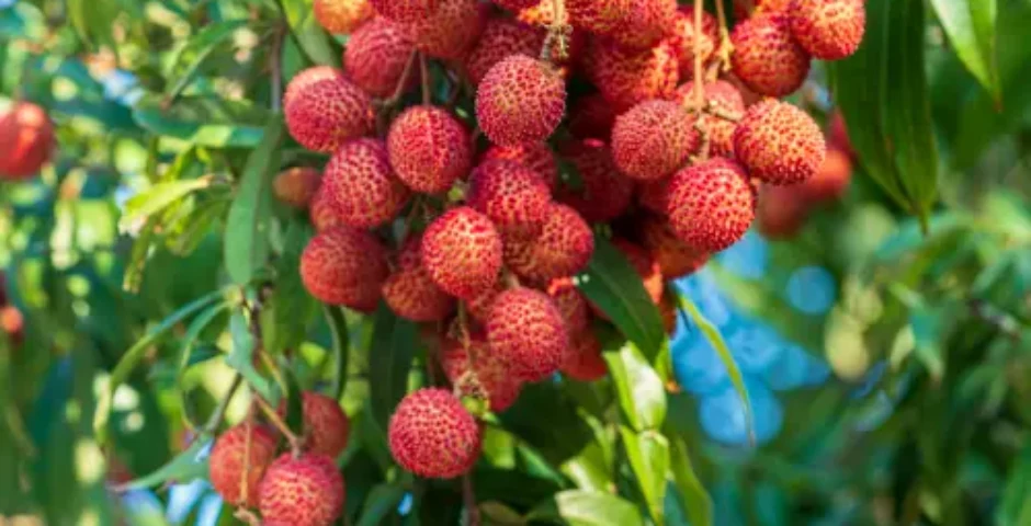 What is this called?