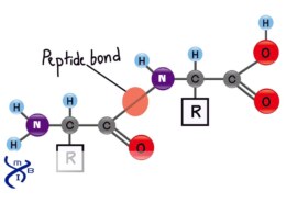 What is a peptide bond?