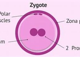 How does a zygote look?