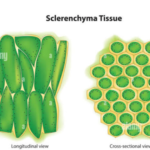 Select the tissues which have dead cells.  a) Epithelial tissue b) Parenchyma c) Sclerenchyma d) Collenchym
