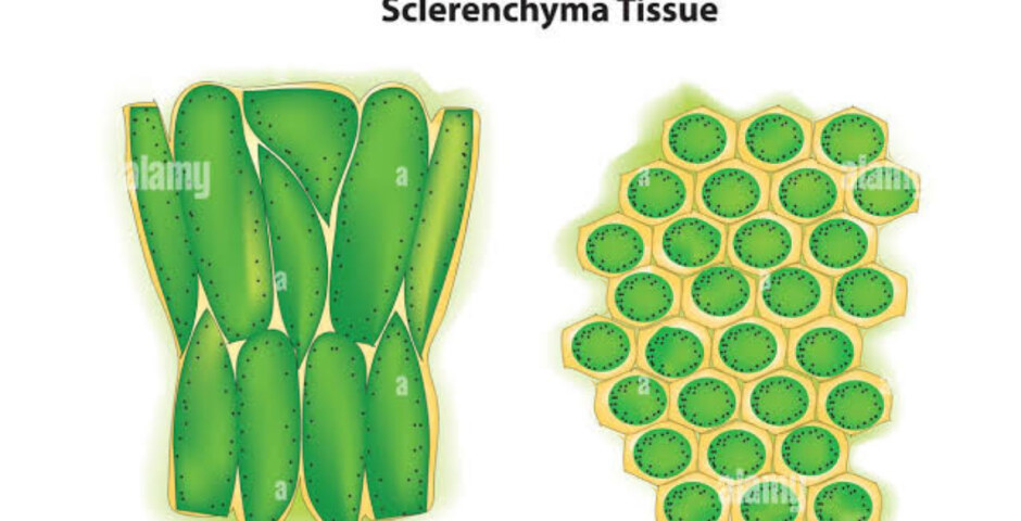 Select the tissues which have dead cells.  a) Epithelial tissue b) Parenchyma c) Sclerenchyma d) Collenchym