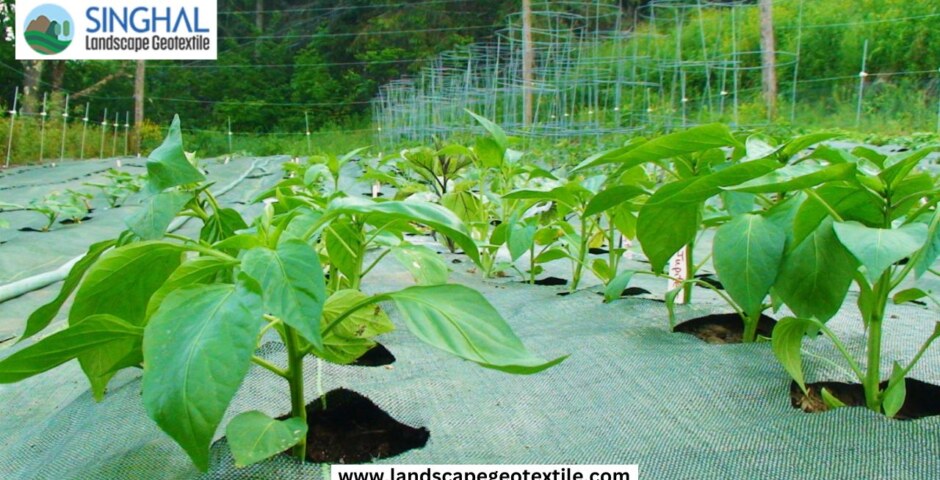 What’s the difference in performance between landscape fabric vs weed barrier?