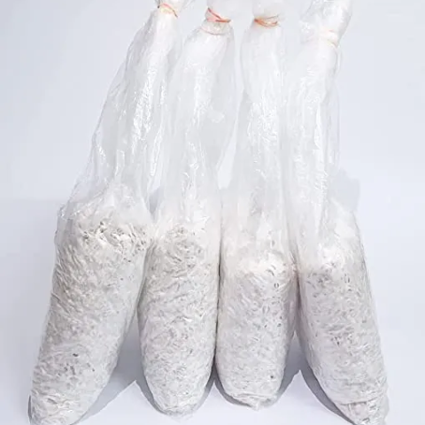 Where can I buy high-quality oyster mushroom seeds online?